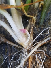 Vallisneria spiralis