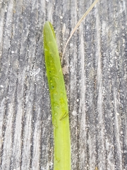 Vallisneria spiralis