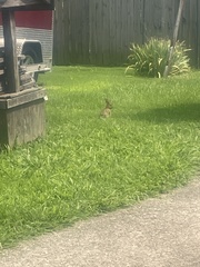 Sylvilagus floridanus