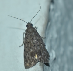 Sommeria hearseyana