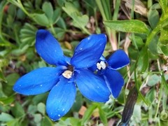 Gentiana brachyphylla brachyphylla