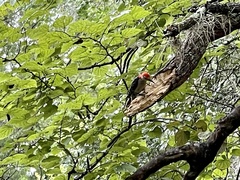 Melanerpes carolinus image