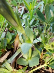 Gentiana brachyphylla brachyphylla