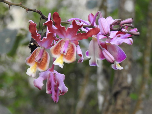 Myrmecophila grandiflora