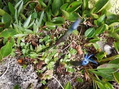 Gentiana brachyphylla brachyphylla