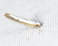 Argyresthia subreticulata