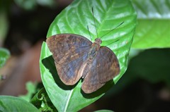 Euriphene