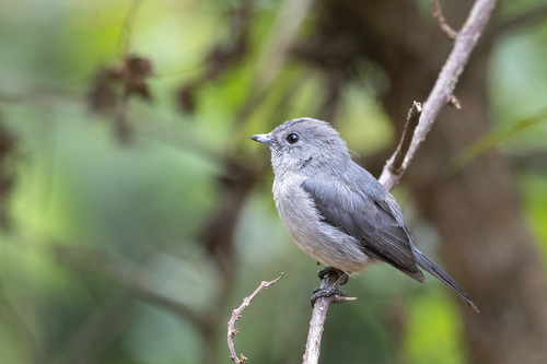 White-eyed Slaty-Flycatcher