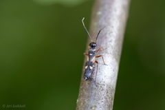 Globiceps flavomaculatus