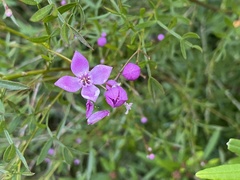 Boronia rivularis