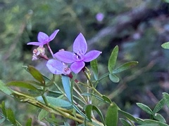 Boronia rivularis