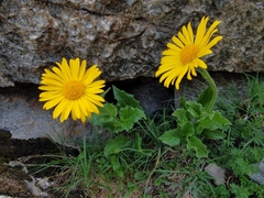 Doronicum clusii