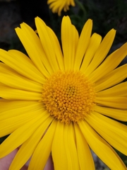 Doronicum clusii