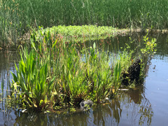 Ptilimnium ahlesii