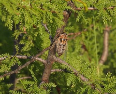 Diceroprocta eugraphica