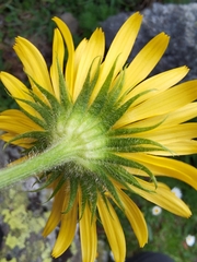 Doronicum clusii