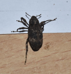 Mechistocerus