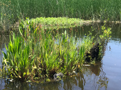 Ptilimnium ahlesii