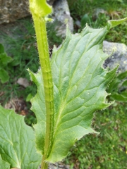 Doronicum clusii