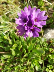 Primula glutinosa