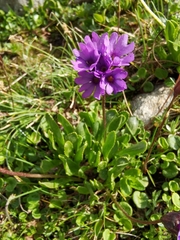 Primula glutinosa