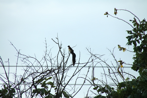 Broad-tailed Paradise Whydah