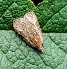 Olethreutes quadrifidum