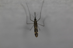 Anopheles punctipennis