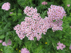 Achillea distans stricta
