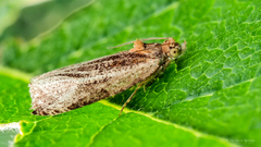 Olethreutes quadrifidum