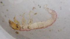 Polycentropus
