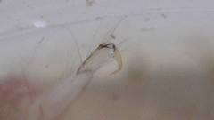 Polycentropus