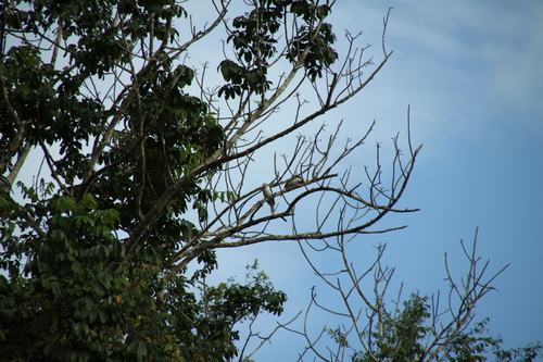 White-crested Helmetshrike