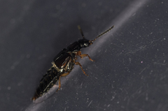 Staphylinidae