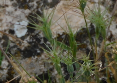 Aegilops triuncialis