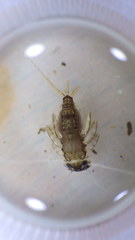 Maccaffertium mediopunctatum