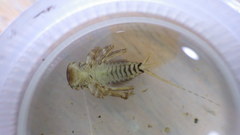 Maccaffertium mediopunctatum