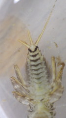 Maccaffertium mediopunctatum