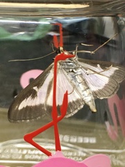 Cydalima perspectalis