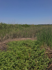 Ptilimnium ahlesii