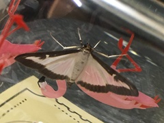 Cydalima perspectalis