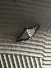 Cydalima perspectalis