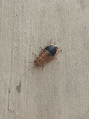 Latiblattella tarasca