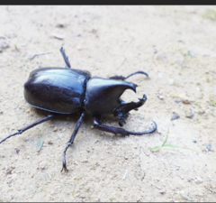 Xylotrupes gideon