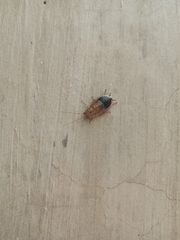 Latiblattella tarasca