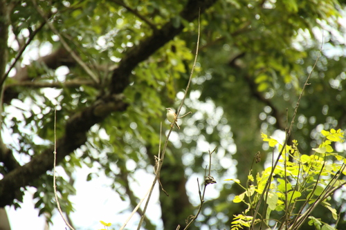 Red-winged Prinia