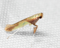 Caloptilia superbifrontella