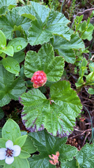 Rubus chamaemorus