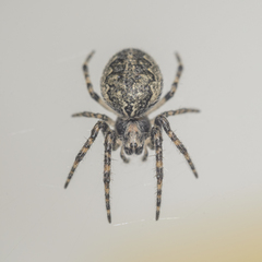 Larinioides sclopetarius