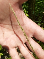 Muhlenbergia tenuiflora